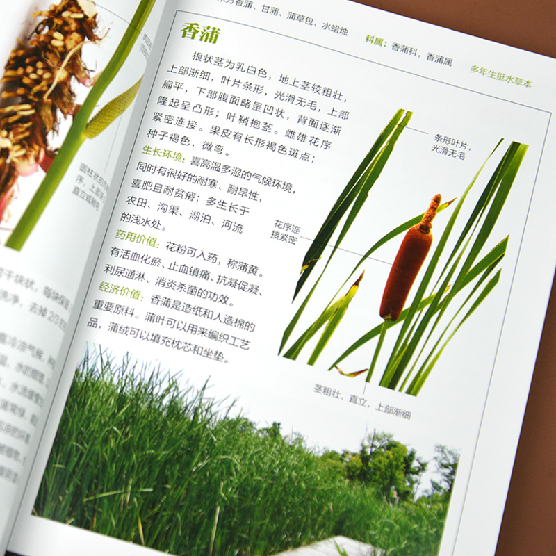 🌿新华文轩正版《水生植物图鉴》：带你走进水下世界的秘密花园