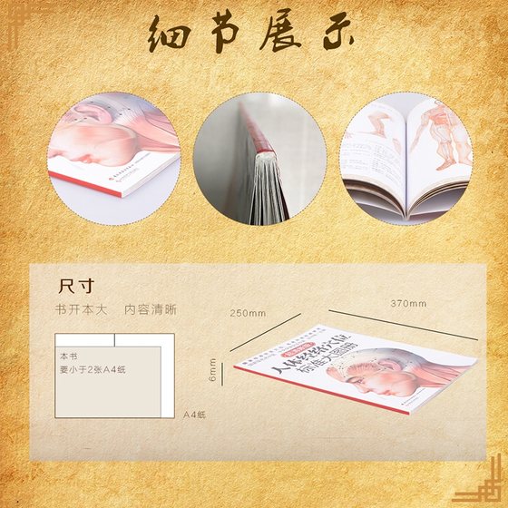 Genuine human body meridian acupuncture point standard large atlas super clear human body meridian acupoint illustration book human body acupoint illustration encyclopedia traditional Chinese medicine massage meridian acupoint book meridian acupoint massage encyclopedia health book genuine