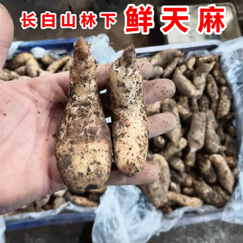 Premium Northeast Jilin Changbai Mountain Gastrodia wild Gastrodia 500g fresh dry goods soaked in wine and boiled water