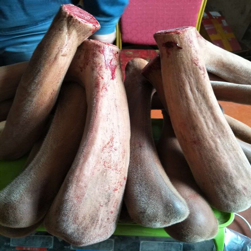 Northeast Jilin Changbai Mountain sika deer head stubble two bar antler pruning