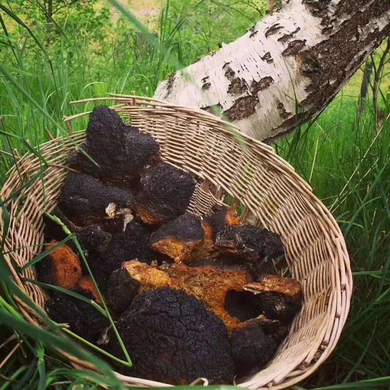 Jilin Changbai Mountain Wild Birch Furry Oil Pure Oil Two-Trial Bag Birch Brown Pore Fungus 500g