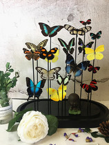 High-end glass cover butterfly specimen collection ~ Butterfly Forest