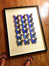 High-end butterfly specimen custom products ~ 18 big blue butterfly neatly arranged combination