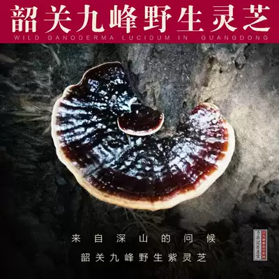 Authentic Shaoguan Deep mountain Ganoderma Lucidum wild natural purple Ganoderma lucidum black Nyingchi whole branches can be sliced and ground 250g