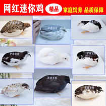 Ludin Eggs Live Miao Living Pet Quail Mini Chicken Ornamental Bird Can Incubate Luding G Fertilized Egg Living Things