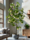 Simulated green plant, water stone ficus, large ornaments for landscaping, indoor bionic plants, fake flower trees, potted plants, living room floor decoration