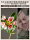 High-End Artificial Green Plants, Island Spring Flowers, Bionic Plants, Fake Trees, Landscaping, Fake Flowers, Indoor Coffee Table Desktop Decoration Ornaments