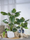 Monstera Artificial Plant Landscaping Indoor New Model Bionic Green Plant Fake Tree Potted Plant Living Room Decoration Ornament Fake Flower Tree