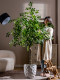 Large simulated green plant elm money tree banyan tree indoor living room high-end floor-standing potted fake tree decorations atmosphere ornaments