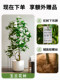 High-End Artificial Magnolia Tree, Large Green Plant, Indoor Decorative Potted Plant, Simulated Fake Plant, Floor-Standing Landscaping Ornament