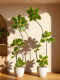 Artificial Black Rubber Tree for Indoor Living Room, High-End Bionic Banyan Tree, Floor-Standing Potted Fake Tree Ornament, Mid-Century Style