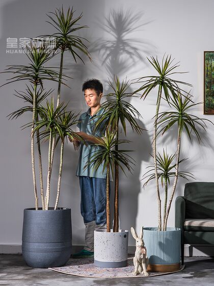Nordic ins Style Artificial Dragon Blood Tree, Millennium Tree, Fake Tree, Green Plant, Indoor Living Room, Shop Decoration, Potted Plant