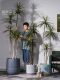 Nordic ins Style Artificial Dragon Blood Tree, Millennium Tree, Fake Tree, Green Plant, Indoor Living Room, Shop Decoration, Potted Plant