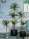 Simulated Dragon Blood Tree, Succulent Agave, Artificial Tree, Bionic Green Plant, Potted Plant, Indoor Living Room Landscaping Decoration Ornament