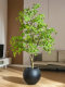 High-End Artificial Golden Banyan Tree, Large Indoor Floor-Standing Green Plant, Fake Tree for Living Room and Window Decoration, Realistic Potted Plant