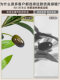 Large Artificial Plant Elm Money Tree Indoor Floor-Standing Potted Plant High-End Fake Olive Tree Landscaping Decoration Ornament Green Plant