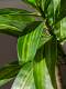 Simulated Green Plant Lily Bamboo High-End Artificial Tree Potted Plant Indoor Living Room Artificial Plant Floor-Standing Decoration Landscape Ornament