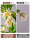 Simulated green plant, water stone ficus, large ornaments for landscaping, indoor bionic plants, fake flower trees, potted plants, living room floor decoration