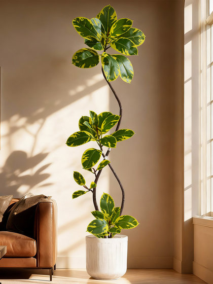 Artificial Black Rubber Tree for Indoor Living Room, High-End Bionic Banyan Tree, Floor-Standing Potted Fake Tree Ornament, Mid-Century Style