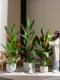 High-End Artificial Bird of Paradise Indoor Green Plant, Potted Strelitzia, Simulated Fake Tree for Landscaping, Light Luxury Decorative Ornament