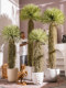 Large High-End Light Luxury Scarecrow Artificial Plant Fake Tree Indoor Bionic Green Plant Potted Desert Landscape Ornament