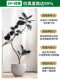 High-End Black Rubber Tree Artificial Green Plant Indoor Fake Tree Potted Plant Bionic Plant Landscape Decoration Ornament