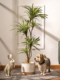 Trendy Artificial Multicolored Dragon Blood Tree Potted Plant for Living Room Plastic Flower Floor-Standing Plant Decoration Ornament