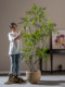Top Ten Artificial Green Plants for Indoor Entrance, High-End Fake Tree Decoration, Potted Plants, Simulated Plants, Hotel Landscape Ornaments