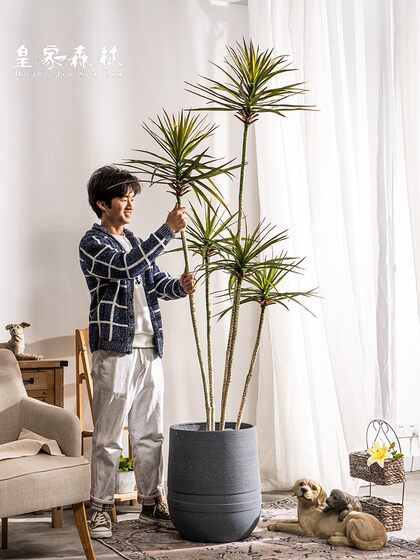Nordic ins Style Artificial Dragon Blood Tree, Millennium Tree, Fake Tree, Green Plant, Indoor Living Room, Shop Decoration, Potted Plant