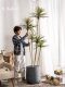 Nordic ins Style Artificial Dragon Blood Tree, Millennium Tree, Fake Tree, Green Plant, Indoor Living Room, Shop Decoration, Potted Plant