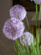 Reed Grass Artificial Flower Hydrangea Plastic Fake Flower Tree Green Plant Indoor Bionic Spherical Plant Decoration Landscaping Ornament