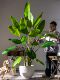 High-End Artificial Green Plant Monstera Areca Palm Indoor Potted Large Fake Tree Bionic Plant Floor-Standing Decorative Ornament