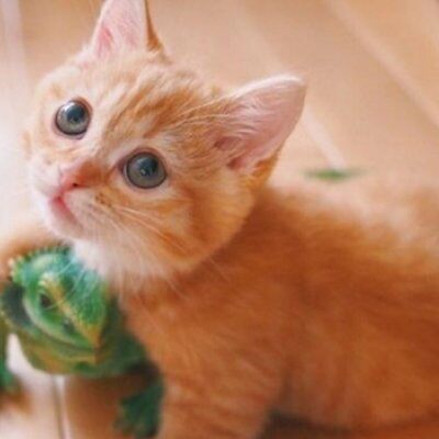 猫十六的LOGO