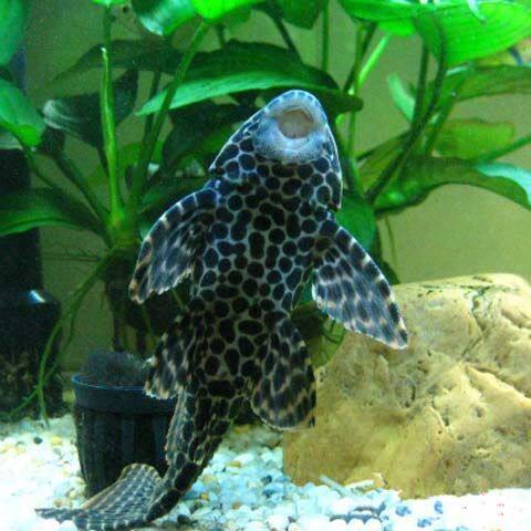 Fish tank Cleaner Fish Aquarium fish Cleaner Scavenger Fry garbage fish Cold water Tropical Freshwater fish