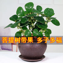 High-grade Bodhi tree potted plant with fruit delivery office living room desktop green plants good to purify the air four seasons evergreen