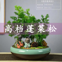 Penglai pine potted indoor living room bonsai office desktop in addition to formaldehyde plants evergreen flowers and green plants