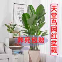 High-grade bird of paradise potted plants can feed living room office decorations medium and large green plants to purify the air and absorb formaldehyde