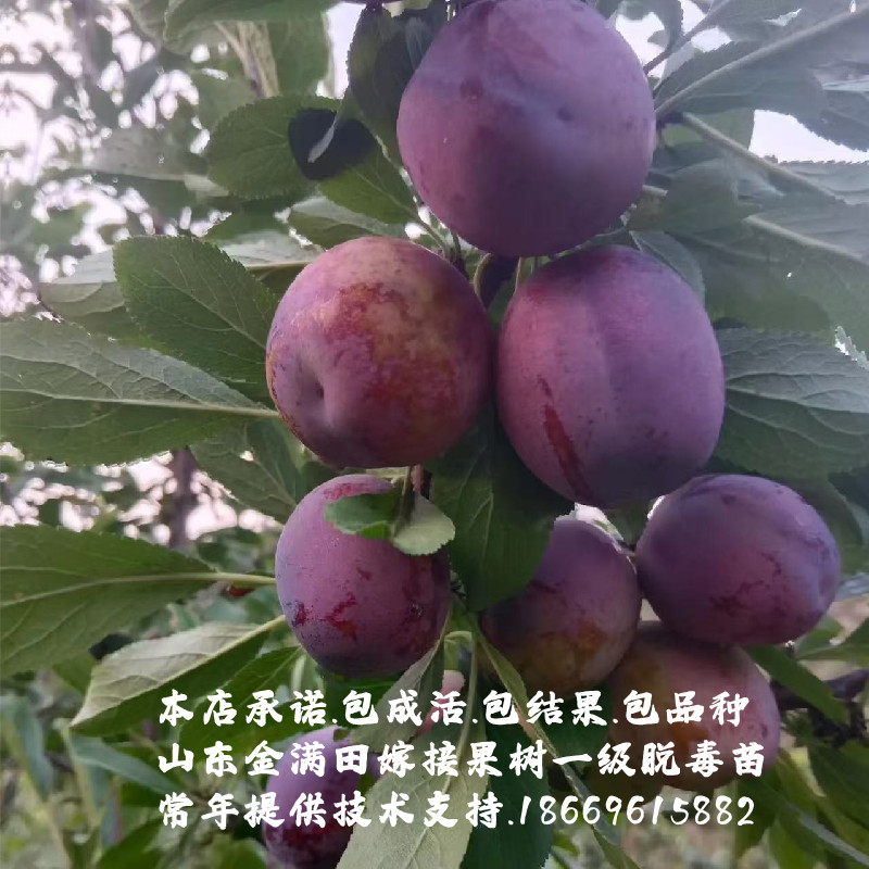 西梅树几月份种植最好？小白必看，手把手教你种出健康果树，绝绝子！