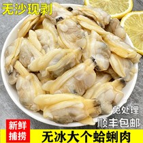 新鲜特大花蛤肉干冷冻无沙蛤蜊肉鲜活即食花甲肉蚬子肉无冰衣商用