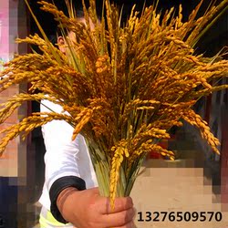 Rice ears decorate pure natural rice, rice dried flower desktop, simulation fake flower arrangement, bumper harvest photography path