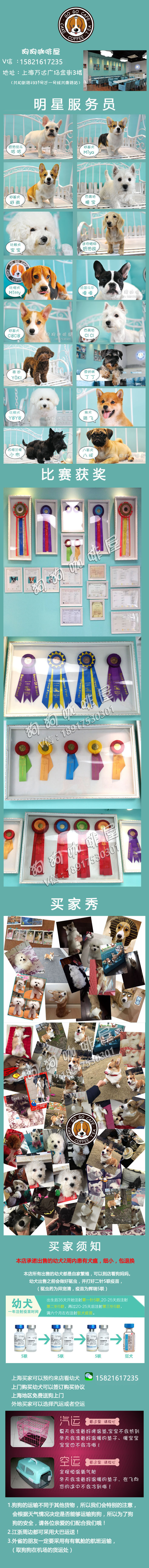 家养迷你雪纳瑞妹妹幼犬出售可实体店看狗