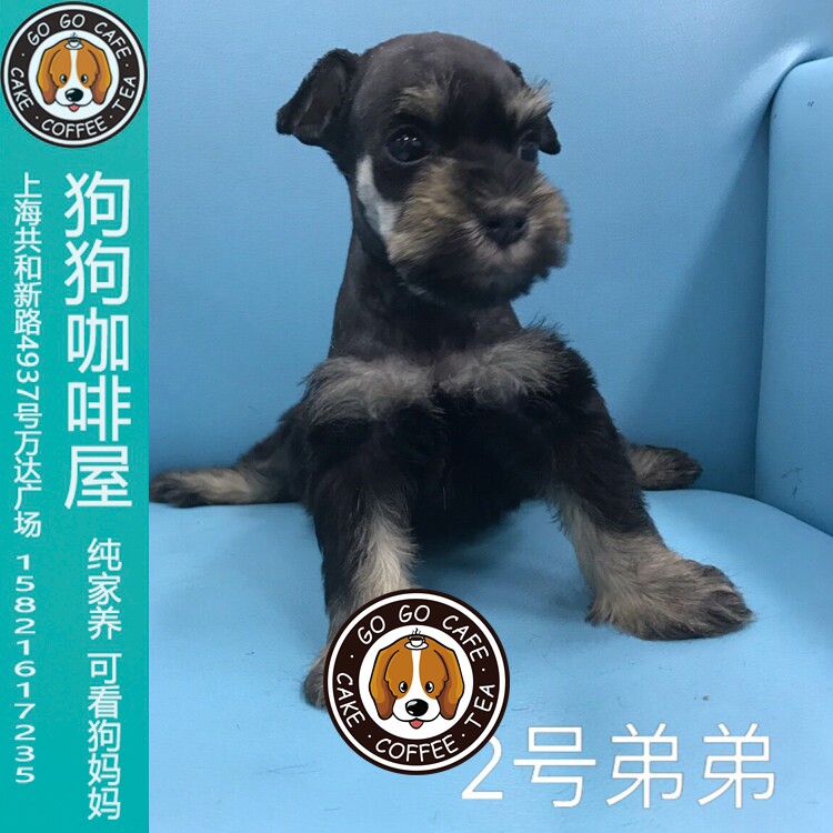 家养迷你雪纳瑞妹妹幼犬出售可实体店看狗