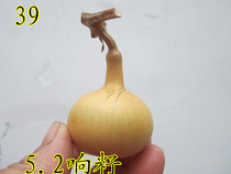 Natural US small hand twist with garlic hyacinth hem in one figure 1 figure 25-48 spot