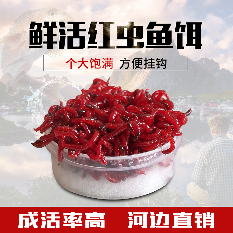 Red worm live bait live Tianjin red worm extra large pull bait crucian carp bait fishing black-headed male worm female worm red worm