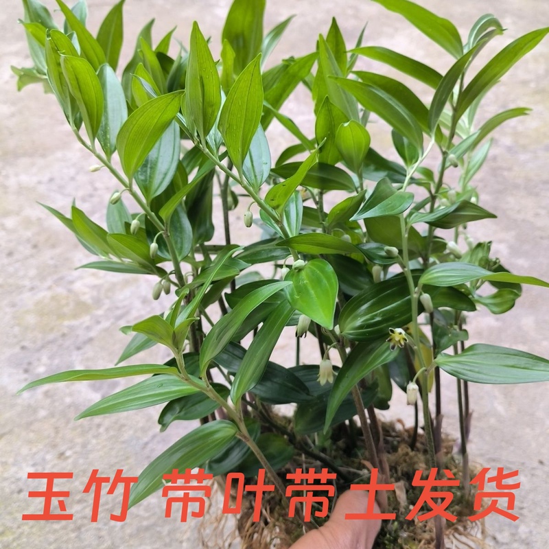 Guanxi Polygonatum Sibiricum Seedlings, Polygonatum Sibiricum Plant, Bell-Shaped Plant, Can Be Used as a Flower Crown Bonsai, the Roots Can Be Used as Medicine Guanxi Polygonatum Sibiricum Seedlings, Polygonatum Sibiricum Plant, Bell-Shaped Plant, Can Be Used as a Flower Crown Bonsai, the Roots Can Be Used as Medicine