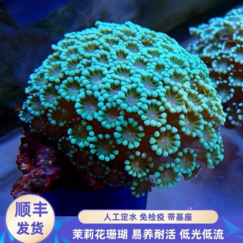 荧光绿龙骨珊瑚养爆了！SPS新手也能轻松驾驭的硬骨神针，轴孔