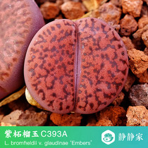 (Jing Jing Family)Purple garnet jade c393A Seed L bromfieldii glaudinae Raw stone flower