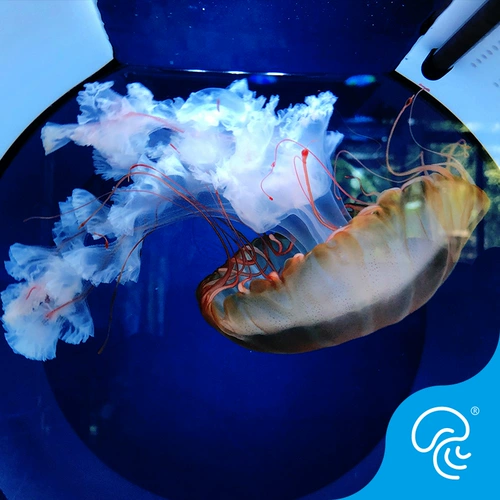 Тихоокеанское морское убийца медузы