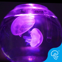 Jellyfish live set Mini Music glass fish tank red moon Valentines Day gift Sea Moon jellyfish birthday gift C1
