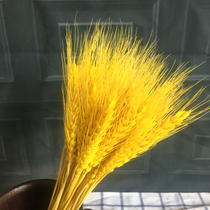 Natural ears of wheat dried bouquet opening barley Pastoral decoration gift Shooting props Reed dried flowers Real flowers